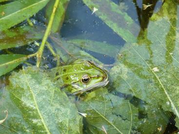 Frosch